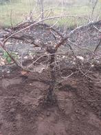 Klimhortensia witte bloemen 25 jaar oud, Tuin en Terras, Ophalen, Vaste plant, Halfschaduw, Klimplanten