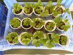 KORONA_ AARDBEIPLANTEN, Ophalen, Volle zon, Tweejarig, Fruitplanten
