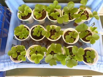 KORONA_ AARDBEIPLANTEN beschikbaar voor biedingen