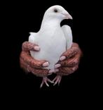 Witte duiven, Dieren en Toebehoren, Vogels | Duiven