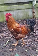 Jonge haan kleurlegger (12Dec2024), Mannelijk, Kip