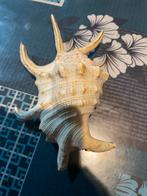 Schelpen, Verzamelen, Mineralen en Fossielen, Ophalen of Verzenden, Schelp(en)