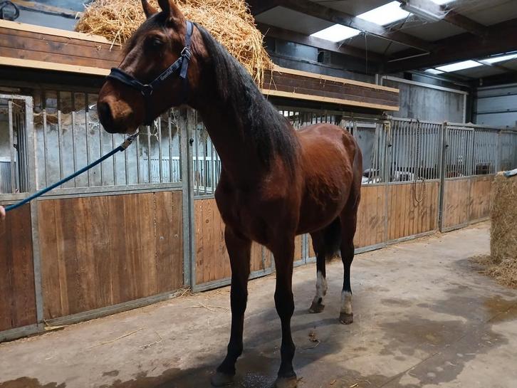 3jarig springpaard hengst, Dieren en Toebehoren, Paarden, Hengst, 3 tot 6 jaar, Springpaard, Met stamboom, Gechipt, Ontwormd, Ingeënt