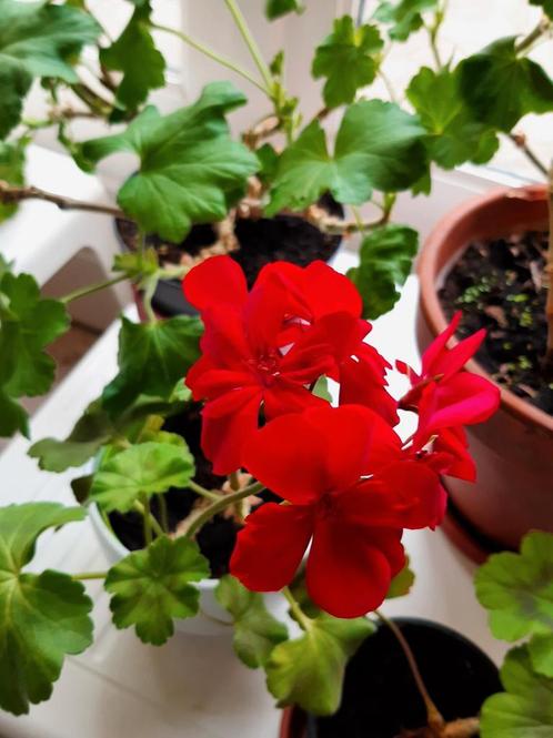 Reste quelques Géraniums / Pélargoniums rouges & roses, Tuin en Terras, Planten | Tuinplanten, Ophalen of Verzenden