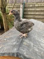 Haantje mechelse koekoek, Dieren en Toebehoren, Pluimvee