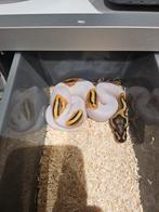 3 Python Regiussen te koop, Dieren en Toebehoren, Slang, Tam, 0 tot 2 jaar