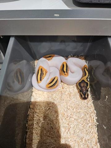 3 Python Regiuses à vendre, Serpent, Domestique, 0 à 2 ans