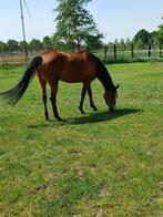 Leuk paardje, Dieren en Toebehoren, Paarden, Minder dan 160 cm, 7 tot 10 jaar, Westernpaard, Onbeleerd