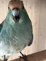 Kakariki’s