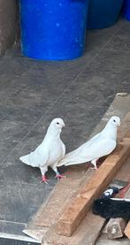 Witte duiven, Dieren en Toebehoren