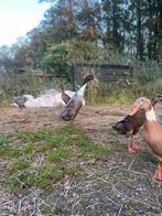 Indische loopeenden, Dieren en Toebehoren