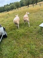 Weide gezocht, Dieren en Toebehoren