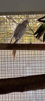 Valkparkiet, Dieren en Toebehoren, Vrouwelijk, Parkiet, Geringd