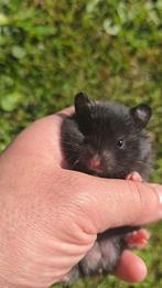 Goudhamster, Dieren en Toebehoren, Knaagdieren, Hamster