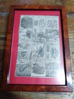 Cabinet de curiosité, jolie cadre les nuisibles, Antiquités & Art, Envoi