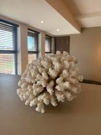 Koraal wit, Verzamelen, Ophalen, Mineraal