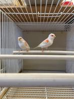 Kanaries rood mozaiek, Dieren en Toebehoren, Meerdere dieren, Kleurkanarie