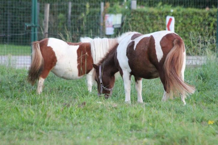 weide /gras gezocht, Dieren en Toebehoren, Stalling en Weidegang, Weidegang, 2 of 3 paarden of pony's