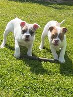 Bulldog (old english), Dieren en Toebehoren, Honden | Bulldogs, Pinschers en Molossers, België, Reu, CDV (hondenziekte), 8 tot 15 weken