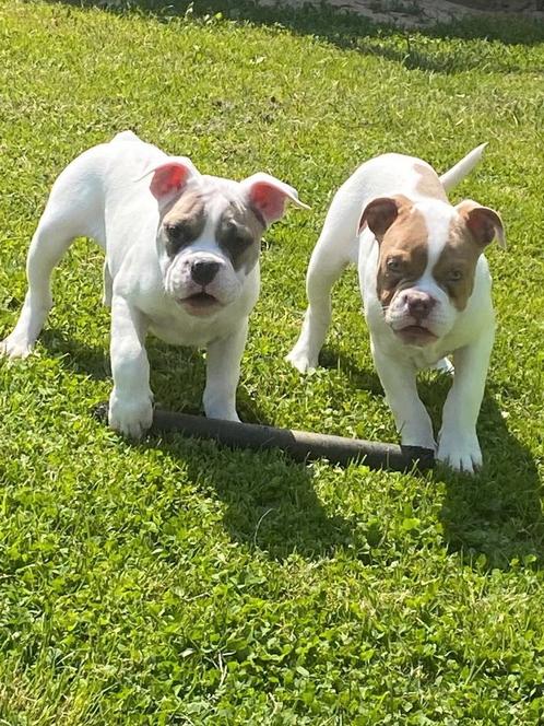 Bulldog (old english), Dieren en Toebehoren, Honden | Bulldogs, Pinschers en Molossers, Reu, Bulldog, Fokker | Professioneel, Meerdere