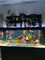 Aquarium juwel 450l, Zo goed als nieuw