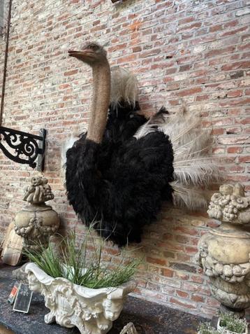 antieke opgezette struisvogel oude vogel taxidermie beschikbaar voor biedingen