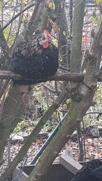 Haan, kip gratis, Mâle, Poule ou poulet