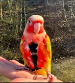 Conure selection rouge, Animaux & Accessoires, Enlèvement