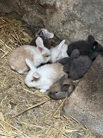 Franse hangoren te koop, Dieren en Toebehoren, Konijnen, Meerdere dieren, Middelgroot, Hangoor, 0 tot 2 jaar