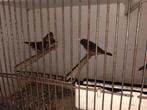 Jong koppel zebravinken, Dieren en Toebehoren, Vogels | Overige Vogels, Meerdere dieren, Tropenvogel, Geringd
