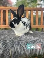 TER ADOPTIE gecastreerde ram, Dieren en Toebehoren, Mannelijk, Groot, 0 tot 2 jaar
