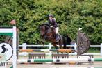 Super brave BWP merrie met winnersmentaliteit, Merrie, Springpaard, Gechipt, L