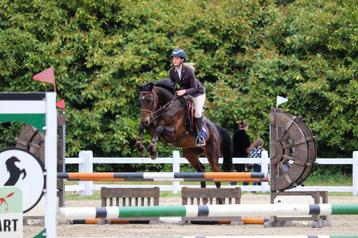 Super brave BWP merrie met winnersmentaliteit, 11 ans ou plus, L, 160 à 165 cm, Vermifugé