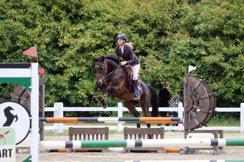 Super brave BWP merrie met winnersmentaliteit, Dieren en Toebehoren, Paarden, Merrie, L, 160 tot 165 cm, 11 jaar of ouder, Springpaard