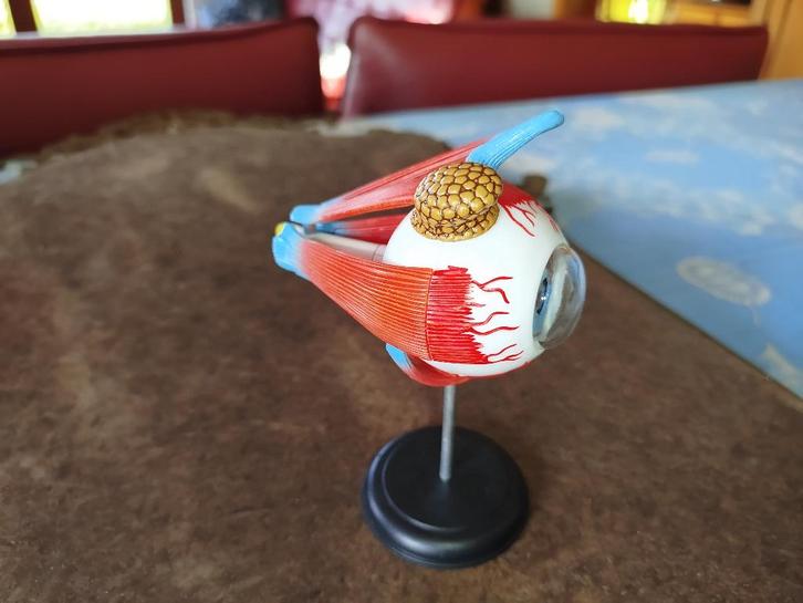 Maquette d'anatomie : oeil humain, Hobby & Loisirs créatifs, Modélisme | Autre, Neuf, Enlèvement