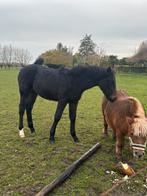 Veulen, Dieren en Toebehoren, Paarden, Hengst