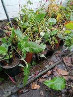 Persicaria, Tuin en Terras, Ophalen