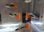 Hobbyaquarium gup man Santa Claus man, Dieren en Toebehoren, Vis, Zoetwatervis, Schoolvis
