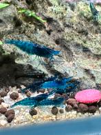 Prachtige Blue Dream blauwe Neocaradina garnalen. 10+1!, Kreeft, Krab of Garnaal, Zoetwatervis