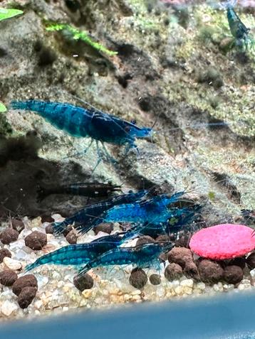 Prachtige Blue Dream blauwe Neocaradina garnalen. 10+1! beschikbaar voor biedingen