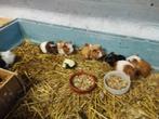 Cavia's, Dieren en Toebehoren, Oktober, Cavia, Tam