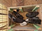 Lapin papillon