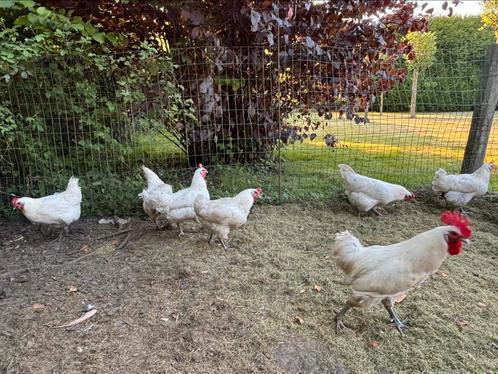 Broedeieren raszuivere poule de Bresse, Dieren en Toebehoren, Pluimvee