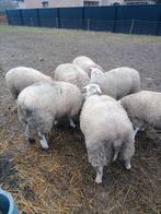 Lot rammen, Mâle, Mouton, 0 à 2 ans