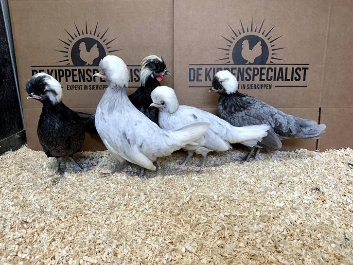 Jonge tamme Hollandse kuifhoen krielkippen gesekst, Dieren en Toebehoren, Pluimvee, Kip, Meerdere dieren