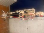 Anatomie skelet, Divers, Fournitures scolaires, Comme neuf, Enlèvement
