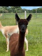 Donkerbruine alpaca hengst, Dieren en Toebehoren, Overige Dieren