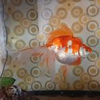 Gratis goudvis sluierstaart, Dieren en Toebehoren