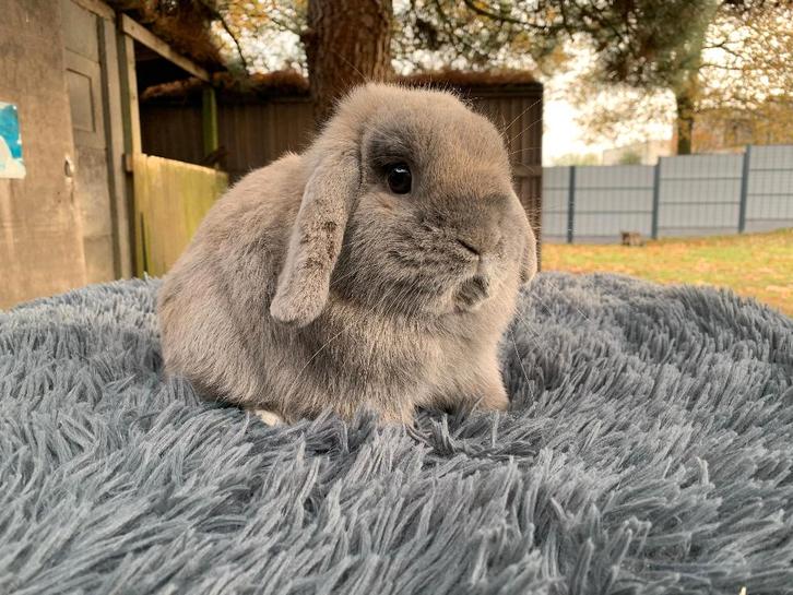 Nederlands hangoordwerg isabella ram, Dieren en Toebehoren, Konijnen, Dwerg, Mannelijk, Hangoor