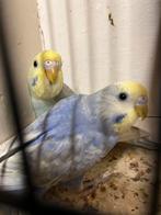 Regenboog grasparkieten, Dieren en Toebehoren, Vogels | Parkieten en Papegaaien, Meerdere dieren, Parkiet